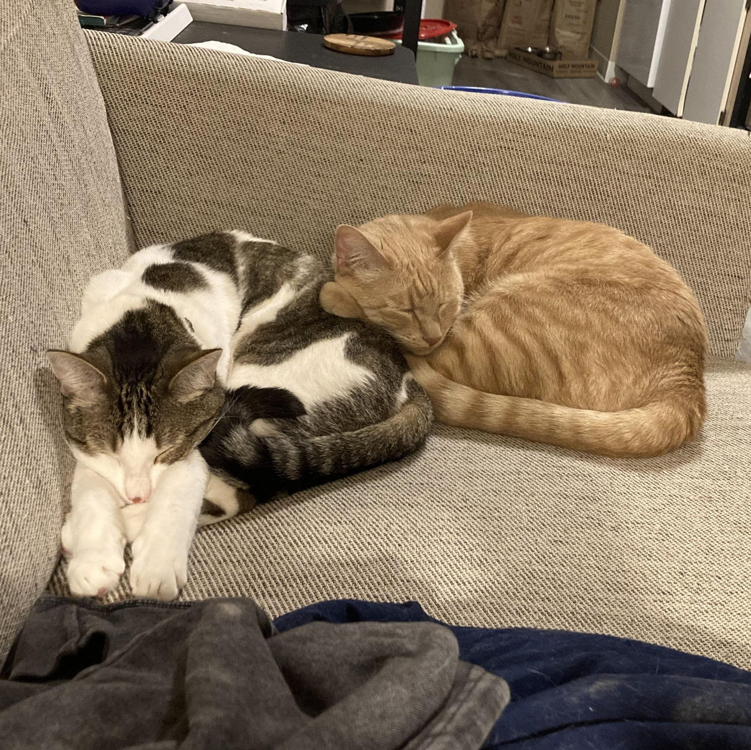 a rare moment of brotherly snuggling!