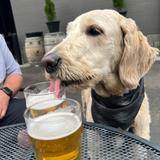 Barbarian Brewing- Garden City