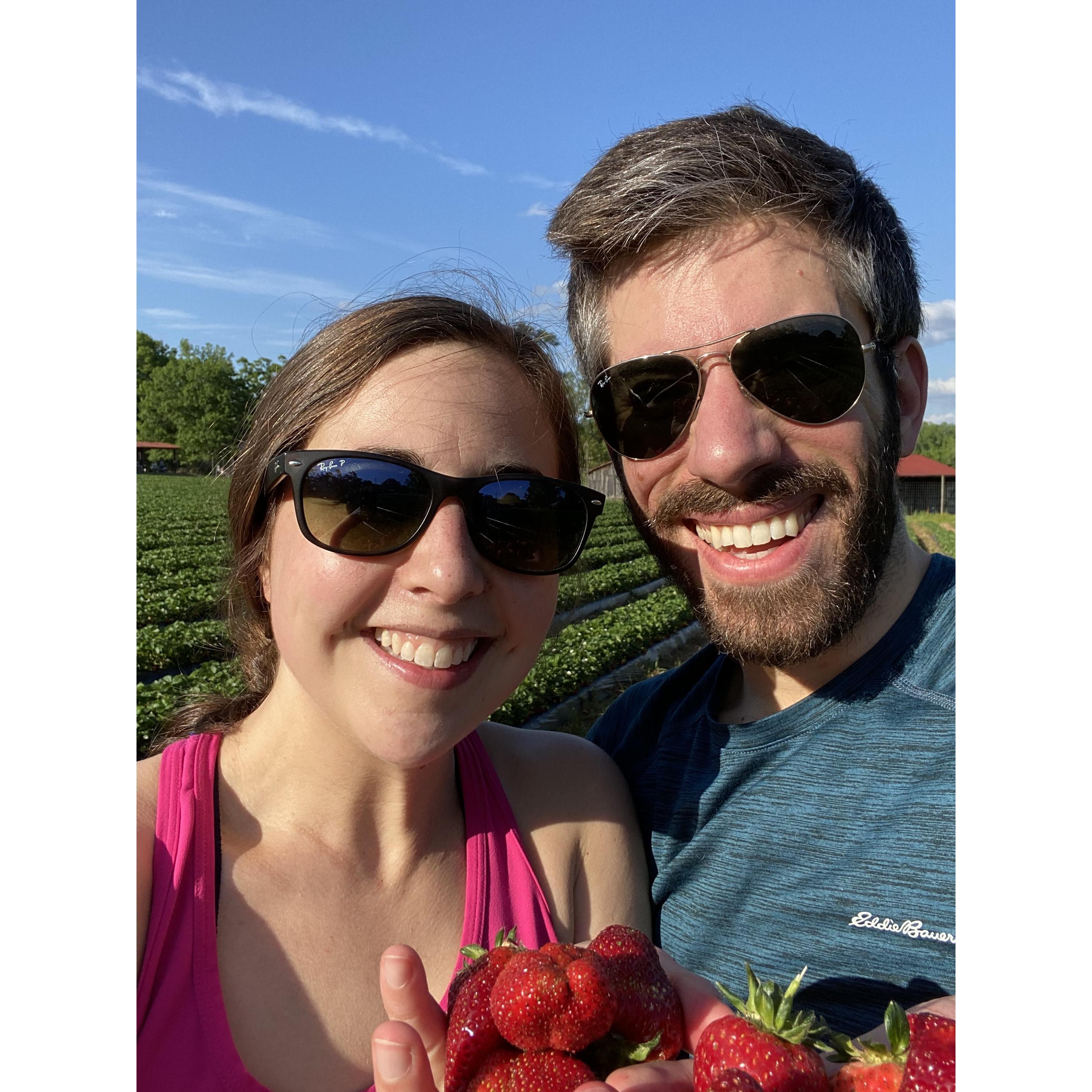 Strawberry picking in Durham!