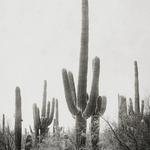 Tucson