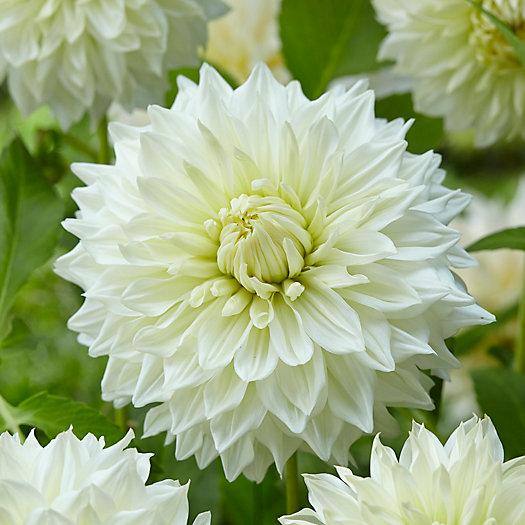 Dahlia 'Hakuyou' Bulb