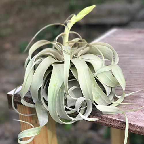 Large Air Plants - Large Xerographica Air Plants - The Queen of Air Plants - Big 5 to 7 Inch Wide air plants - Leaf Structure & Appearance Varies - 30 Day Guarantee - Fast Shipping from Florida