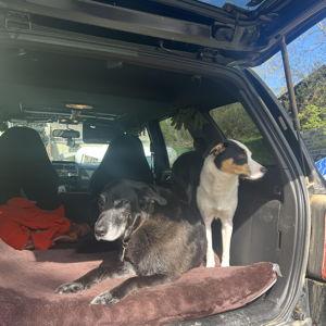 Pet Fund