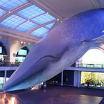 American Museum of Natural History