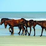 Corolla Wild Horse Tours