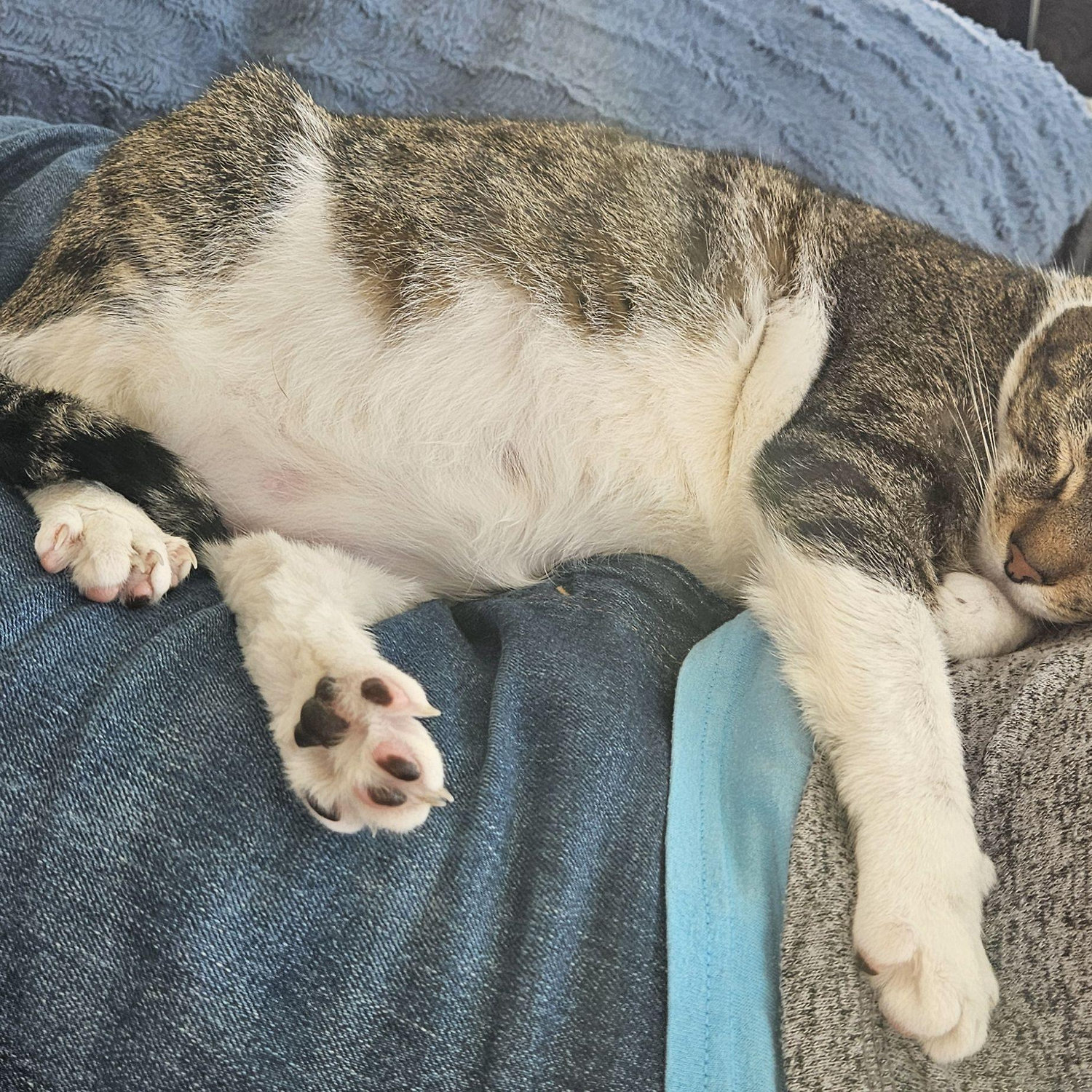 Bug enjoying a quick nap on Rocco's lap!