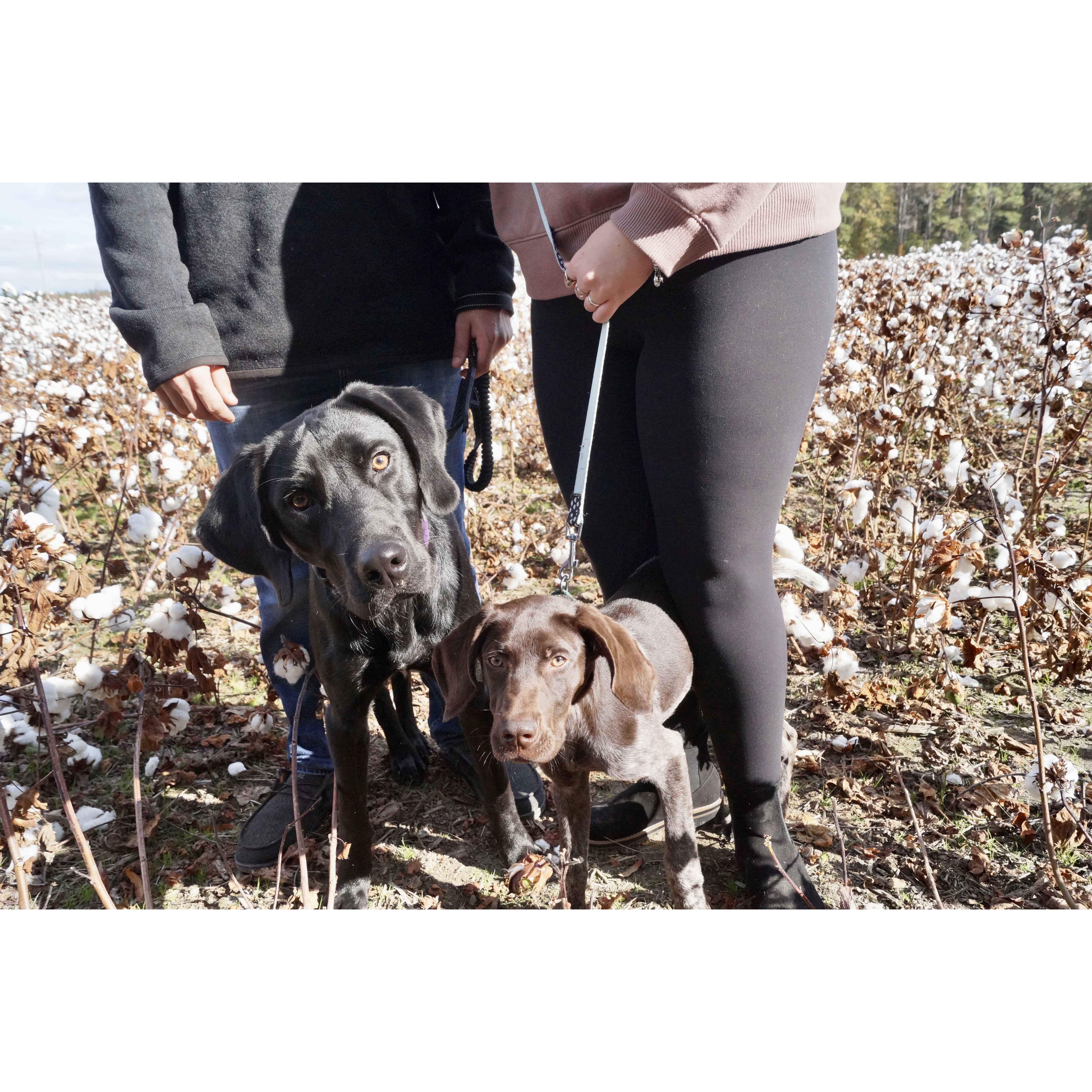 Scarlet was a new addition a few months after Kylo