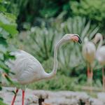 Langkawi Wildlife Park