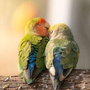 Our Bird Fund