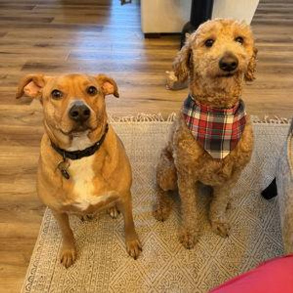 Wedding Weekend Dog Boarding
