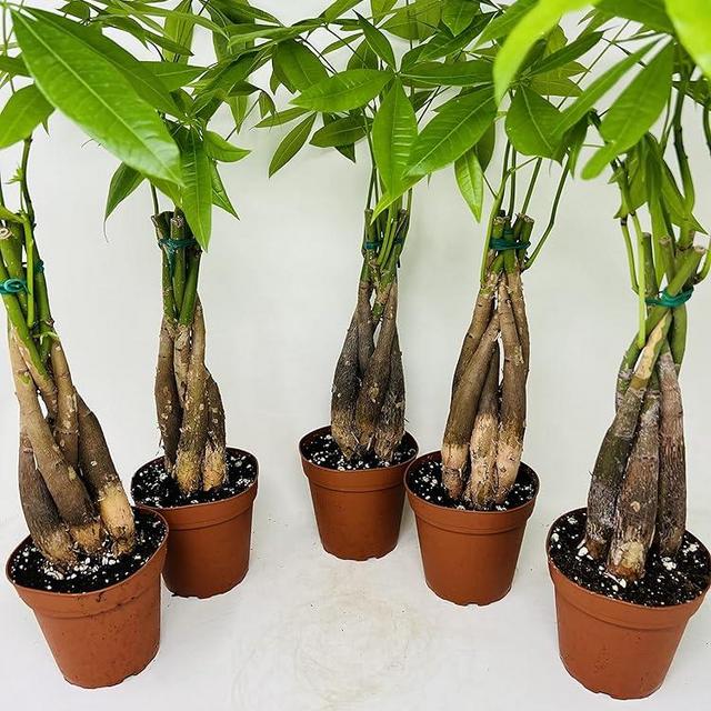 Bundle Money Tree Plants in 5 Training Pots - Pachira Aquatica Trees