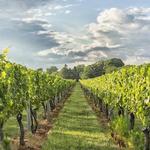 Wölffer Estate Vineyard
