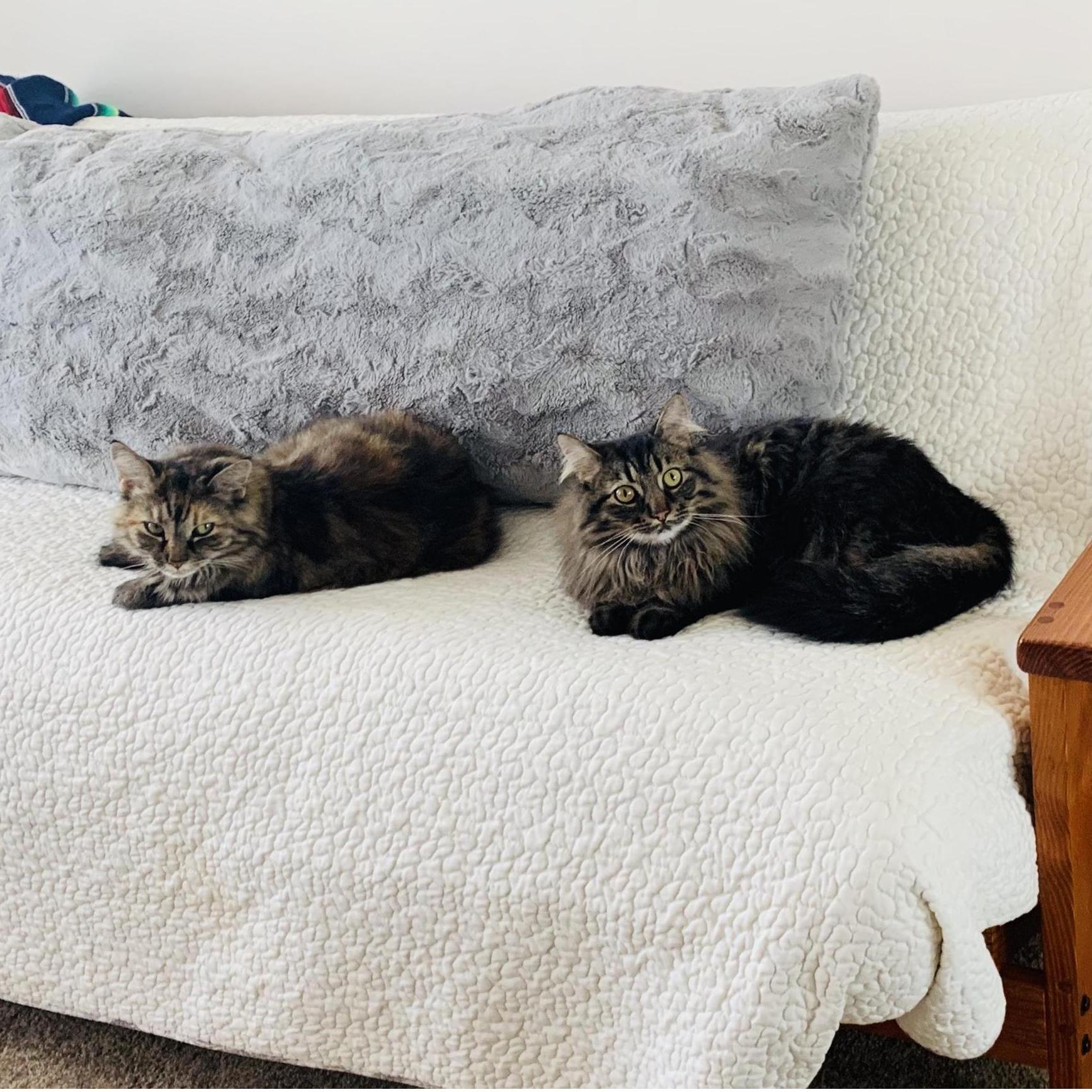 Our fur babies! 2019