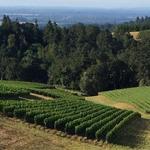Apolloni Vineyards