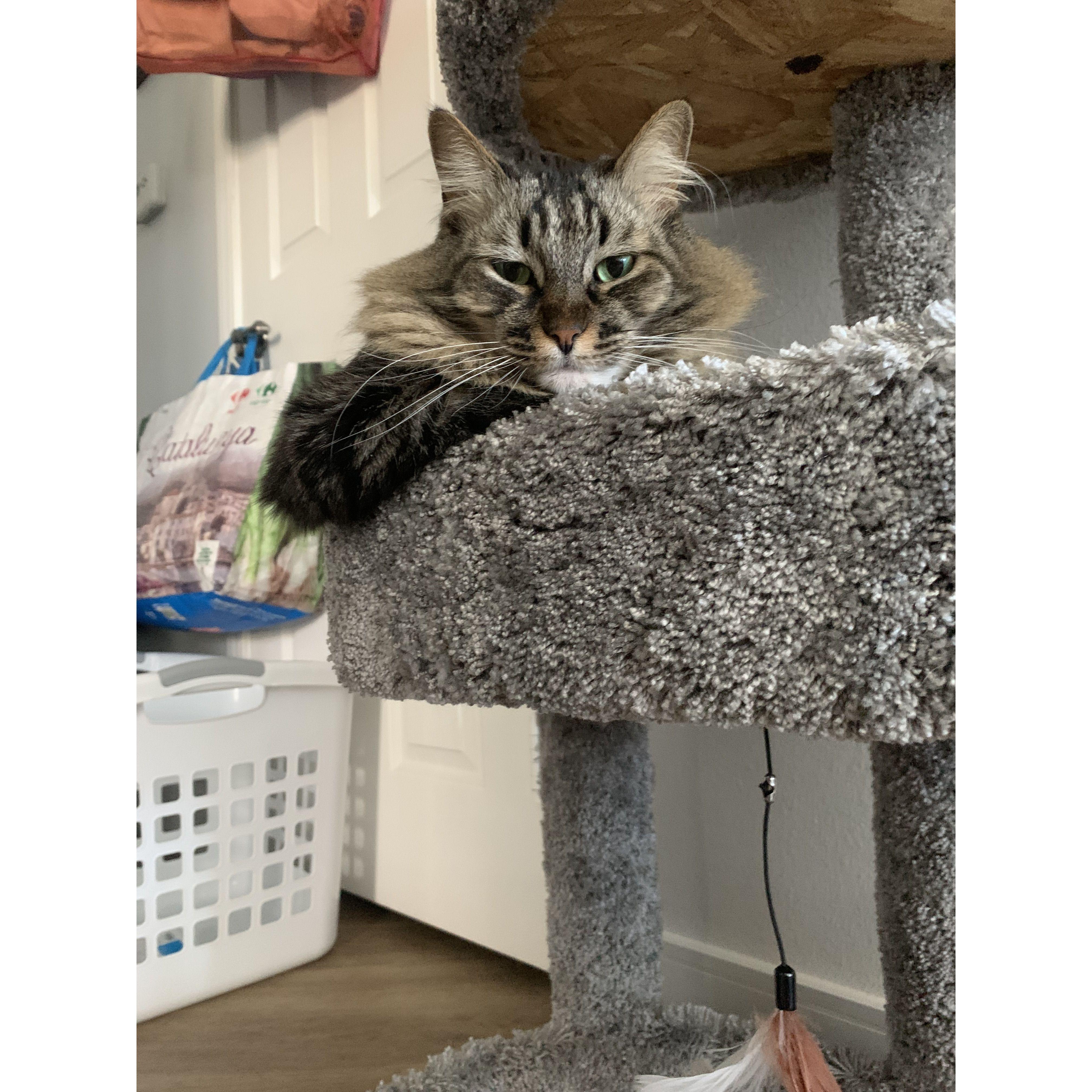 Harper, chillin' in her cat condo