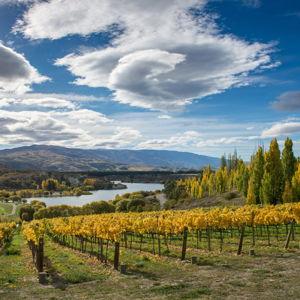 Central Otago Winery Tour