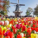 Keukenhof (Lisse)