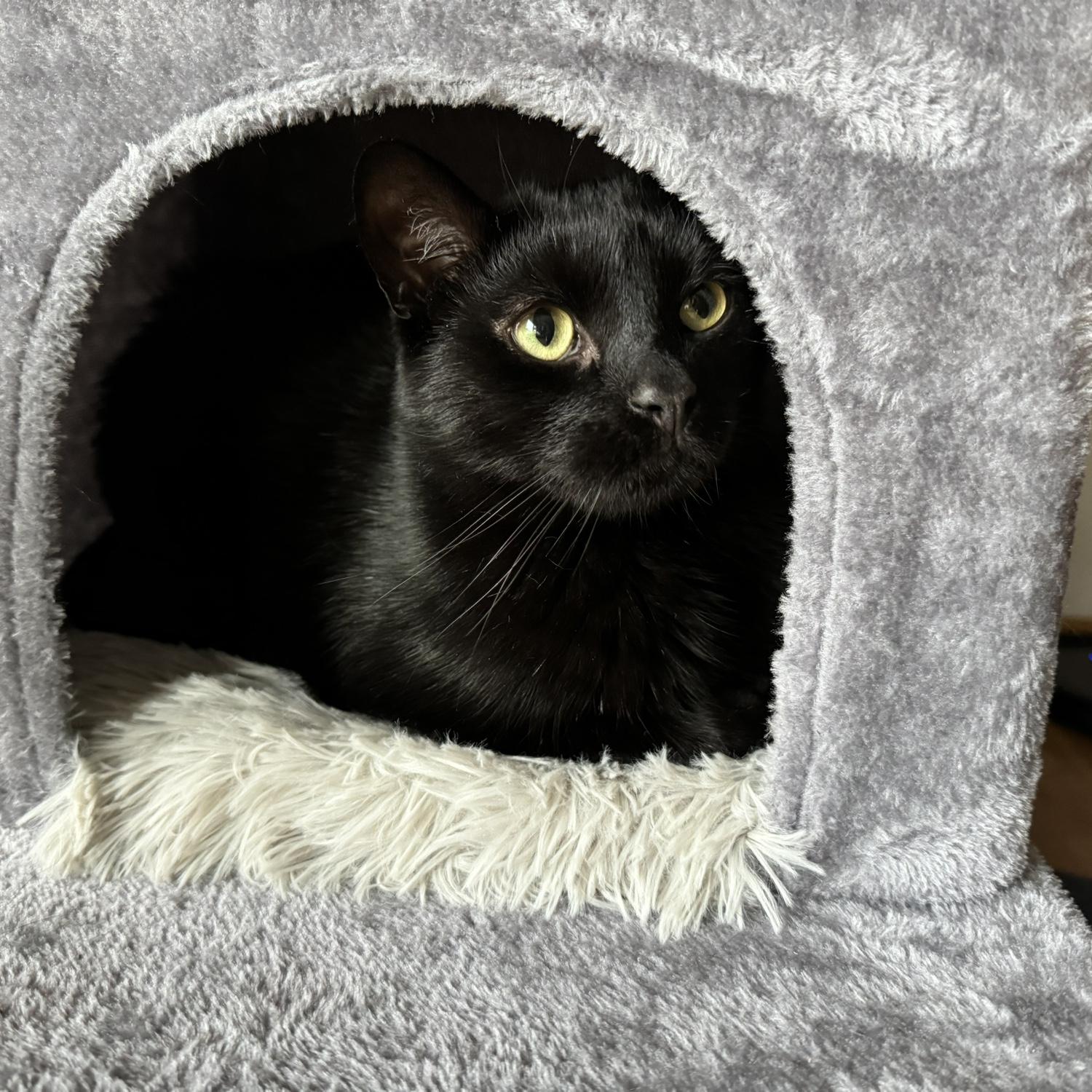 Where does the cat end and the shadow begin?