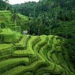Tegallalang Rice Terrace