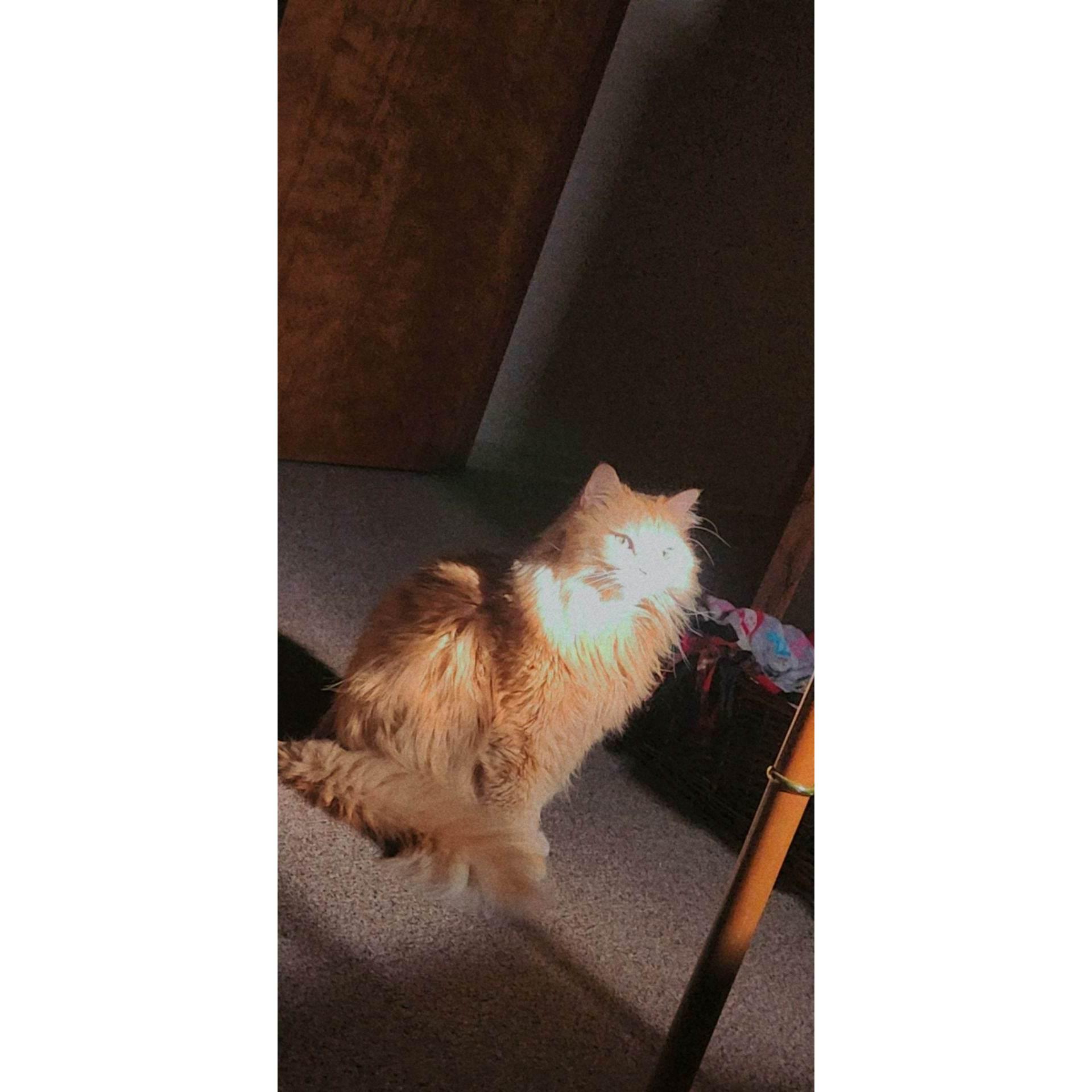 The Floooof Peaches!!