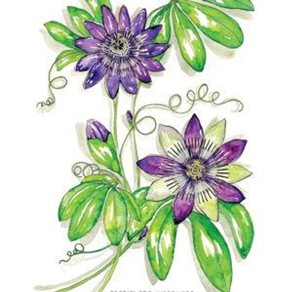 Passion Flower Watercolor Art Print