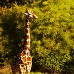 Cape May County Park & Zoo