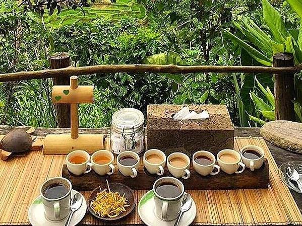 Coffee Tasting in Bali
