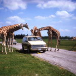 Lion Country Safari