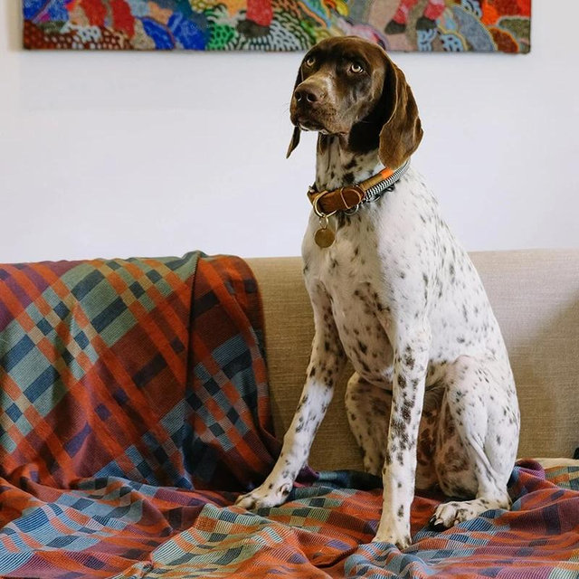 Mungo | Fido Dog Blanket | Size: Standard | Color: Toto