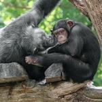 Dallas Zoo
