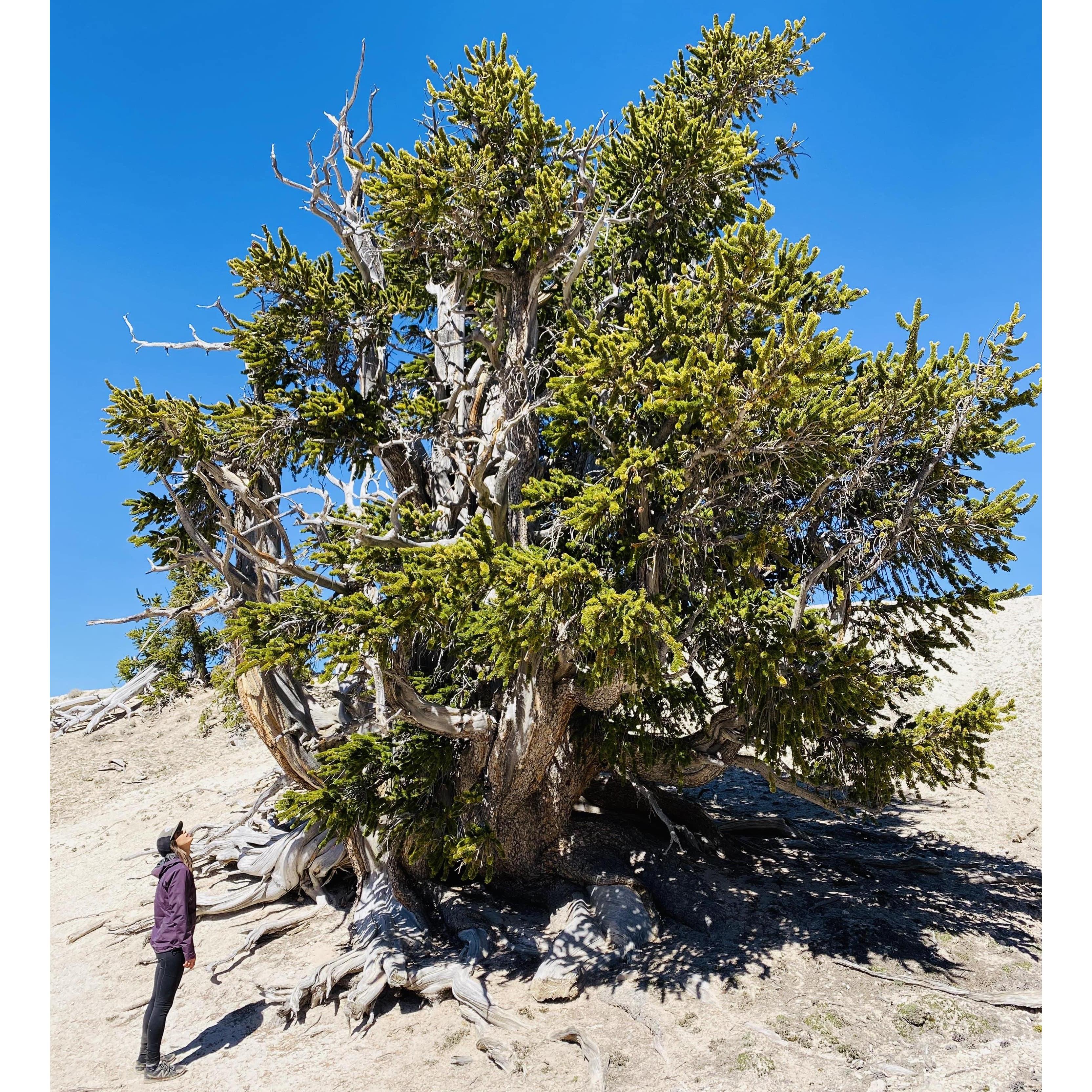 Abby in awe of a Bristlecone Pine near Brian Head, UT believed to be over 1500 years old