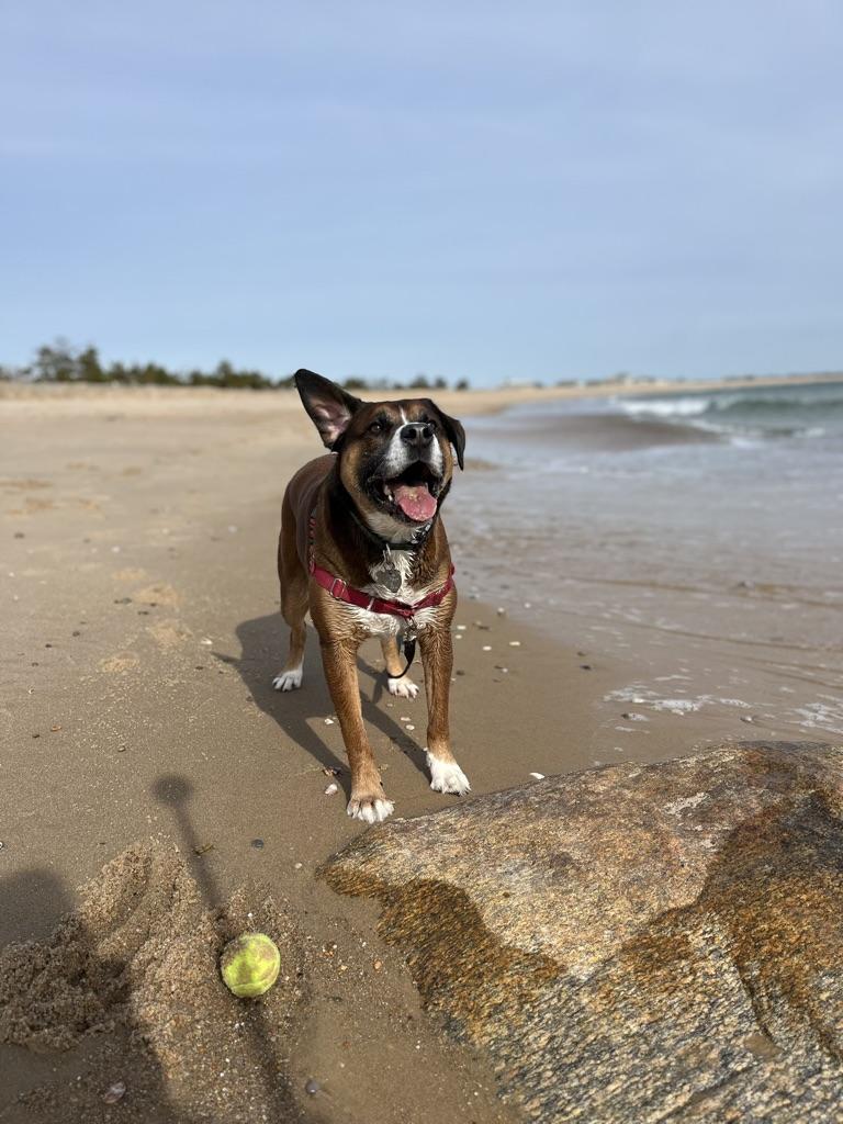 The Wedding Website of Anna Frappaolo and Tim Holmes