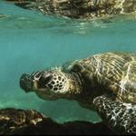 Snorkeling in Kihei