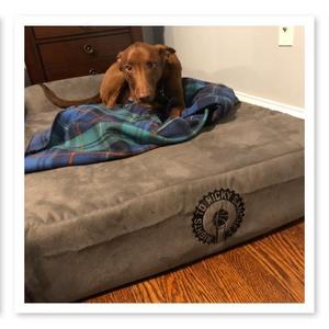The Official Dog Bed of the Process