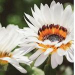 Idaho Botanical Garden