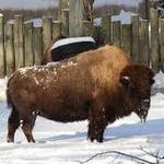 The Buffalo Zoo