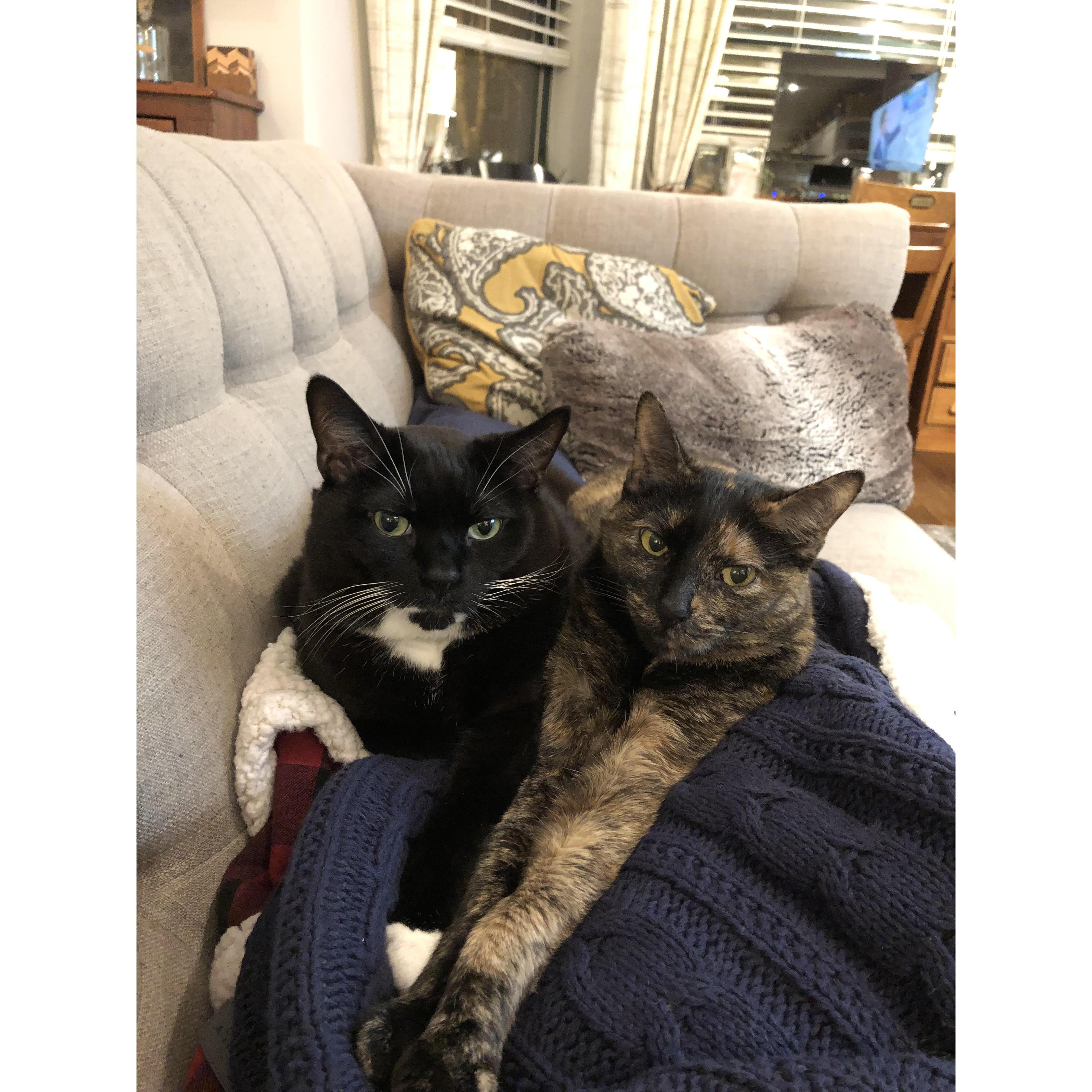 Our children - Thor & Sasha.