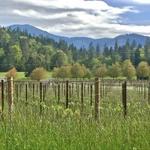 Apricity Vineyard