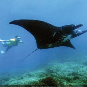 Manta Ray Experience