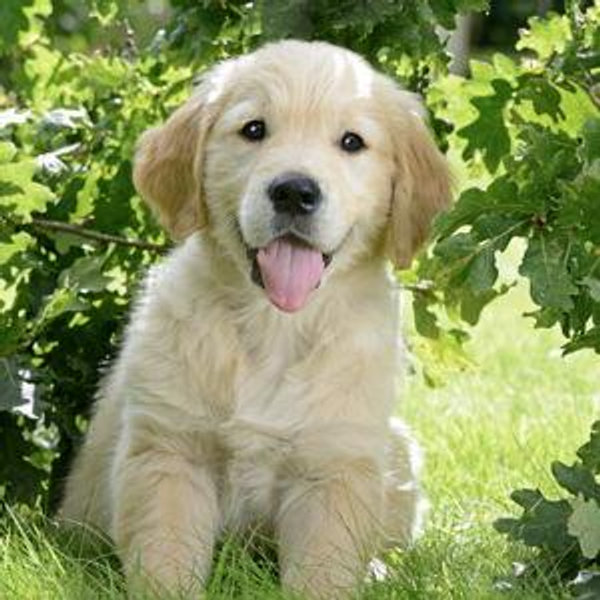 Our New Puppy Fund