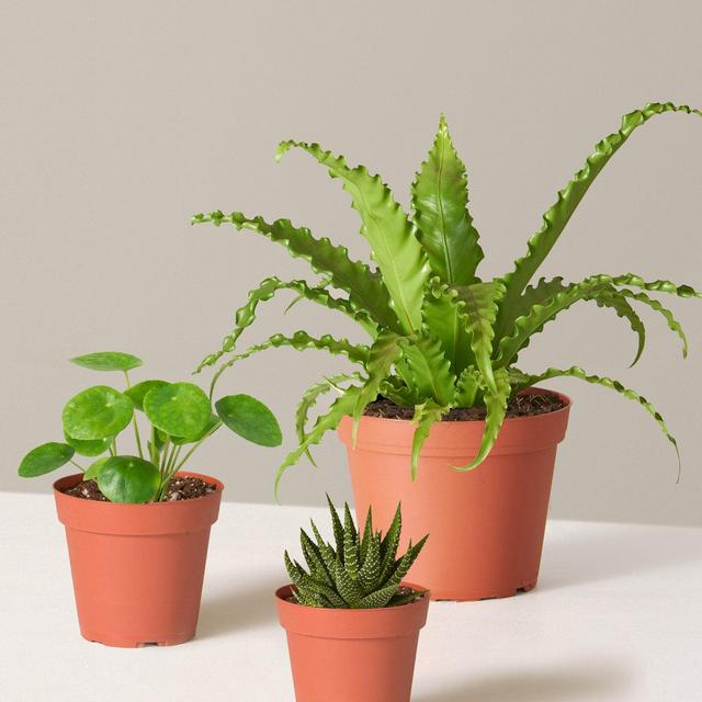 Pet-Friendly Plant Parent Set