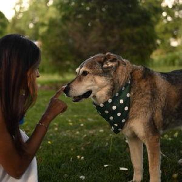Pet Rescue/Adoption - Humane Colorado