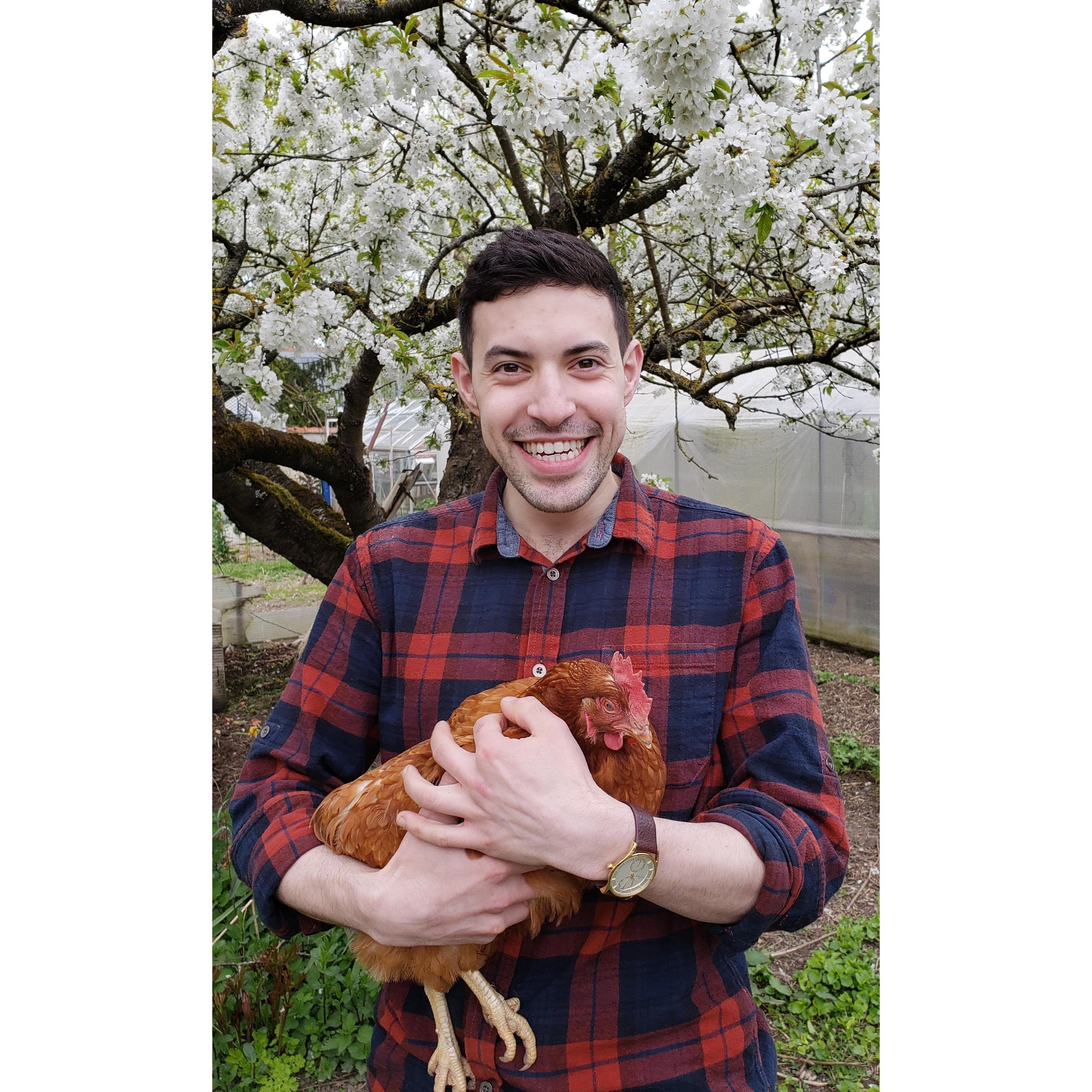 Steve fits right in with the family chickens