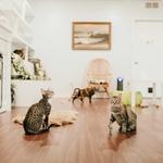 Papa’s Cat Café