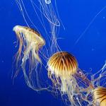 Vancouver Aquarium