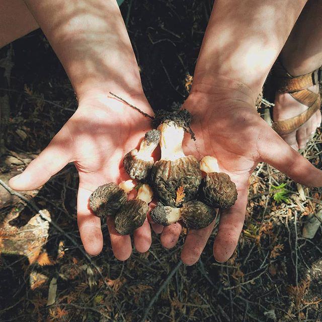 May 13th, 2018:
Mushroom hunting expedition! 🍄