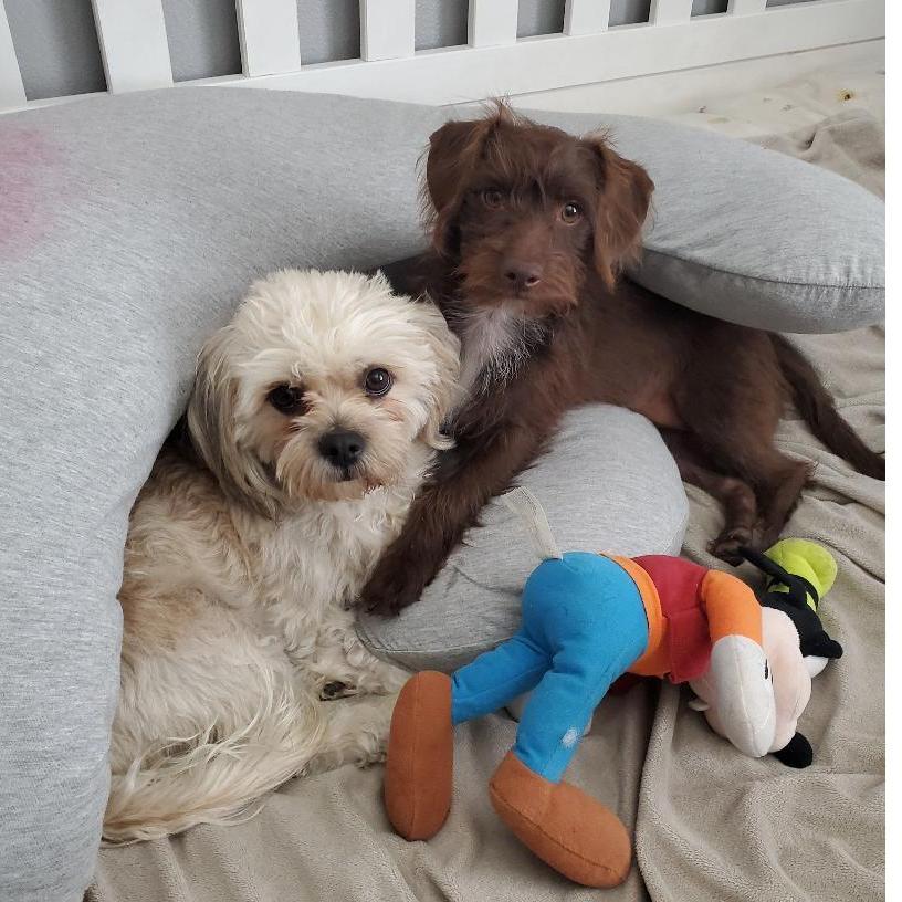 Our other babies, Brownie & Bellinger