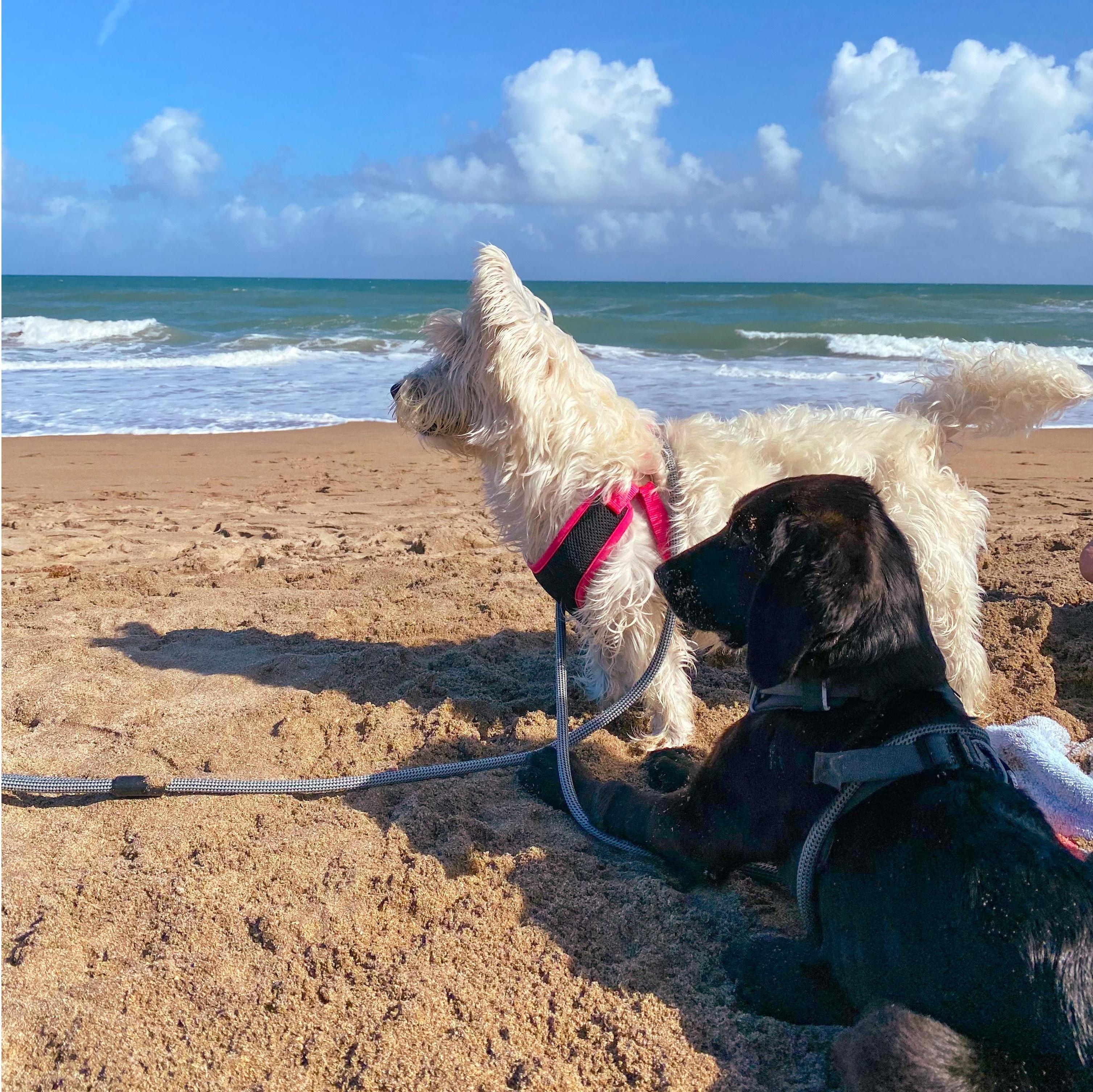 Doah and Fergie taking a break from wrestling in the sand; Jensen Beach, FL
