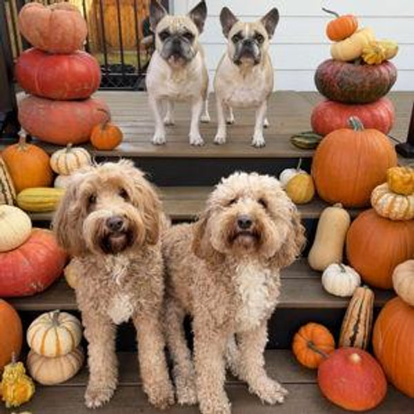 Year's Supply Of Pet Treats