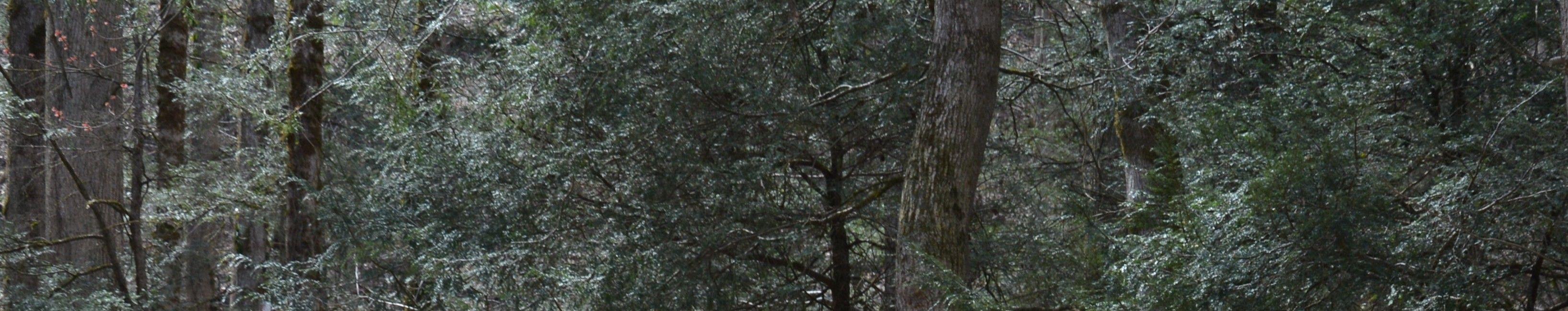 The Wedding Website of Emma Webb and John Smith